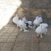 کبوتر دم چتری