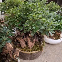 بنسای|گل و گیاه طبیعی|مشهد, نیروی هوایی|دیوار