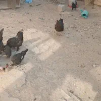 مرغ و جوجه