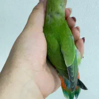 جوجه برزیلی|پرنده|تهران, بهداشت|دیوار