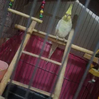 عروس هلندی لوتینو