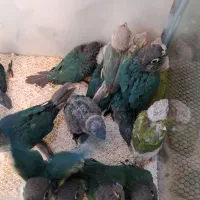 طوطی گیرینچیک|پرنده|تهران, مجیدآباد|دیوار