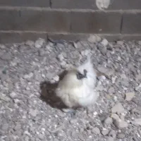 یک عدد خروس ابریشمی