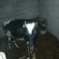 جلب سیاه سفید برای نگاه داری خوب هست