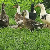 فروش تعدادی اردک و غاز