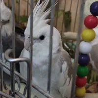 وایت فیس طوسی باهوش