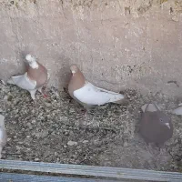 چند عدد سینه ایی قیمت مفت