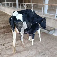 دو راس گاو زاییده