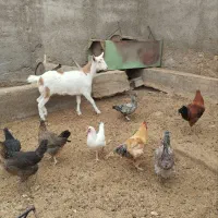 کولار فروشی