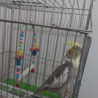 عروس هلندی نر