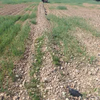 نیازمند چوپان