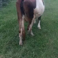 گاو مونت|حیوانات مزرعه|سنگر, |دیوار