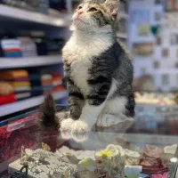 واگذاری رایگان گربه دی اس اچ