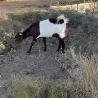 بز افغانی|حیوانات مزرعه|آران و بیدگل, |دیوار
