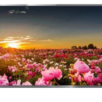 تلویزیون دوو هوشمند 50 اینچ مشکی DSL-50MS3200U