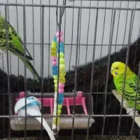 مرغ عشق|پرنده|خاوران, |دیوار