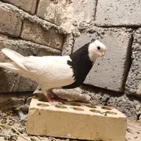 کبوتر ماده طوقی کاکلی