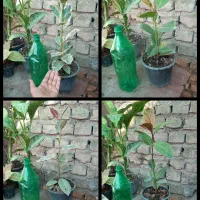 فروش گلهای آپارتمانی.حراجج|گل و گیاه طبیعی|گنبد کاووس, |دیوار