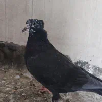 کبوتر گم شده