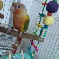 فروش دو عدد گرینچک سینه سرخ نر ماده|پرنده|شاهین دژ, |دیوار