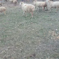 قوچ مغانی اصل|حیوانات مزرعه|مشگین شهر, |دیوار