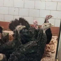 بوقلمون چینی