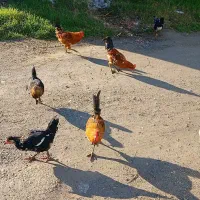 مرغ و خروس جوجه تخم مرغ گلین|حیوانات مزرعه|کردکوی, |دیوار