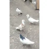 کبوتر بوم پرشی