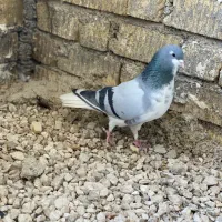 بدرنگ|حیوانات|شیراز, کفترک|دیوار