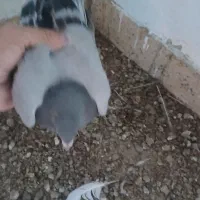 جوجه پلاکی
