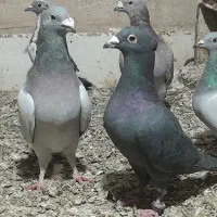 جفت کرمانی کاکلی میخ