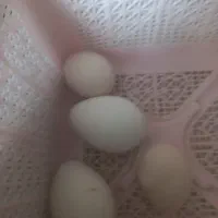 ۲۰عدد تخم مرغ و ۴ عدد تخم بوقلمون به فروش میرسد
