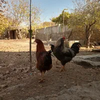 فروش خروس محلی