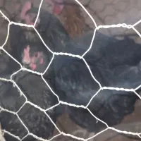 مرغ خانگی تخم گذار|حیوانات مزرعه|تربت جام, فاز ۳ فرهنگیان|دیوار