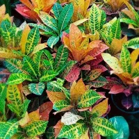 گل عمده و جزئی/گل طبیعی/گل های اپارتمانی و حیاطی|گل و گیاه طبیعی|صومعه‌سرا, |دیوار