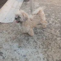 فروش سگ پاکوتاه نر و ماده شیتزو ماده شناسنامه دار|سگ|هشتگرد, هشتگرد قدیم|دیوار