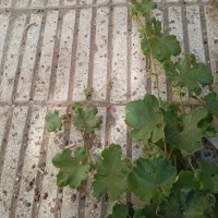 برنج دانه بلند مبارک پاکستانی  خوش طعم