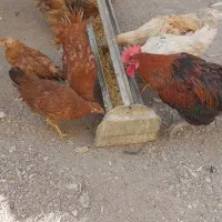 مرغ وخروس ودوتک و جوجه ۲ماه مناسب|حیوانات مزرعه|نجف‌آباد, شهرک صنعتی نجف آباد|دیوار