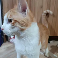 گربه