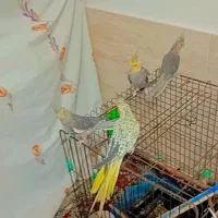 جفت عروس هلندی5تخم با دو جوجه خوشگل سخنگو