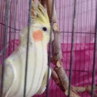 عروس هلندی لوتینو ماده|پرنده|قزوین, |دیوار