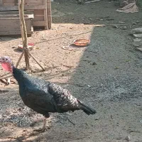 بوقلمون برنز