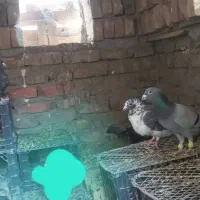 چندعددکفترنسل داروخوب بفروش میرسد|پرنده|سراوان, |دیوار