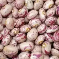 لوبیا چیتی رقم صالح