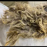 پشم گوسفندی (یون) ۱۵ کیلو تمیز بزرگ|رختخواب، بالش، پتو|تبریز, |دیوار