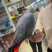 جوجه کاسکو ۱ سال نیم