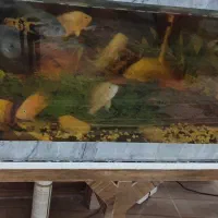 ماهی|ماهی|تربت جام, معدآباد|دیوار