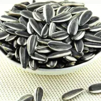 تخمه آفتابگردان