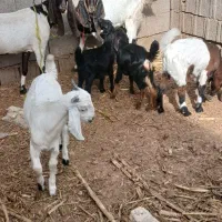 دوتا بز زاییده با بیگ|حیوانات مزرعه|دزفول, |دیوار