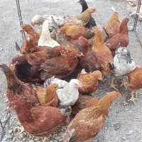 دوتک جوجه|حیوانات مزرعه|نجف‌آباد, هفده شهریور|دیوار